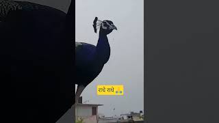 Peafowl peacock Sound#beautiful#peacock#peafowl#sound#bird#yt#ytviral#shorts#reels@monikamonika7428