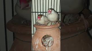 Beautiful fawn java pair with chicks in breeding season 2026