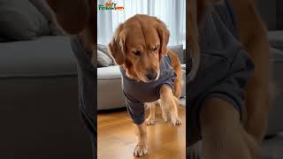 Pet Cloth 02
