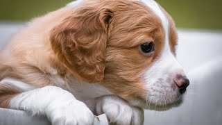 The Dietary Needs of a Brittany Dog