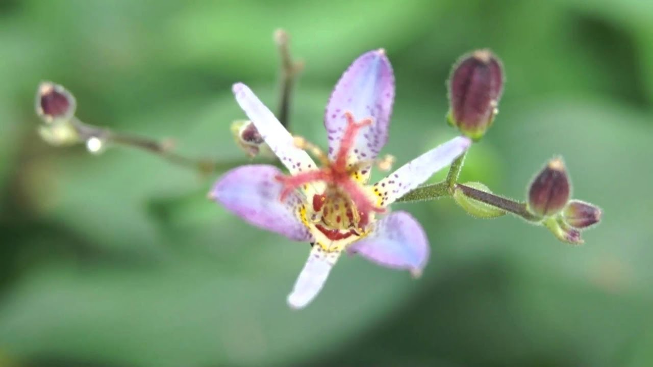 タイワンホトトギス 新宿御苑 Youtube