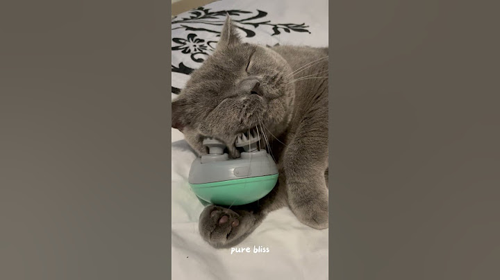 Is This the Best Cat Massager Ever? Find Out!