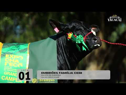 LOTE 01   Embriões Família C038  Vacas L1010 e K1005