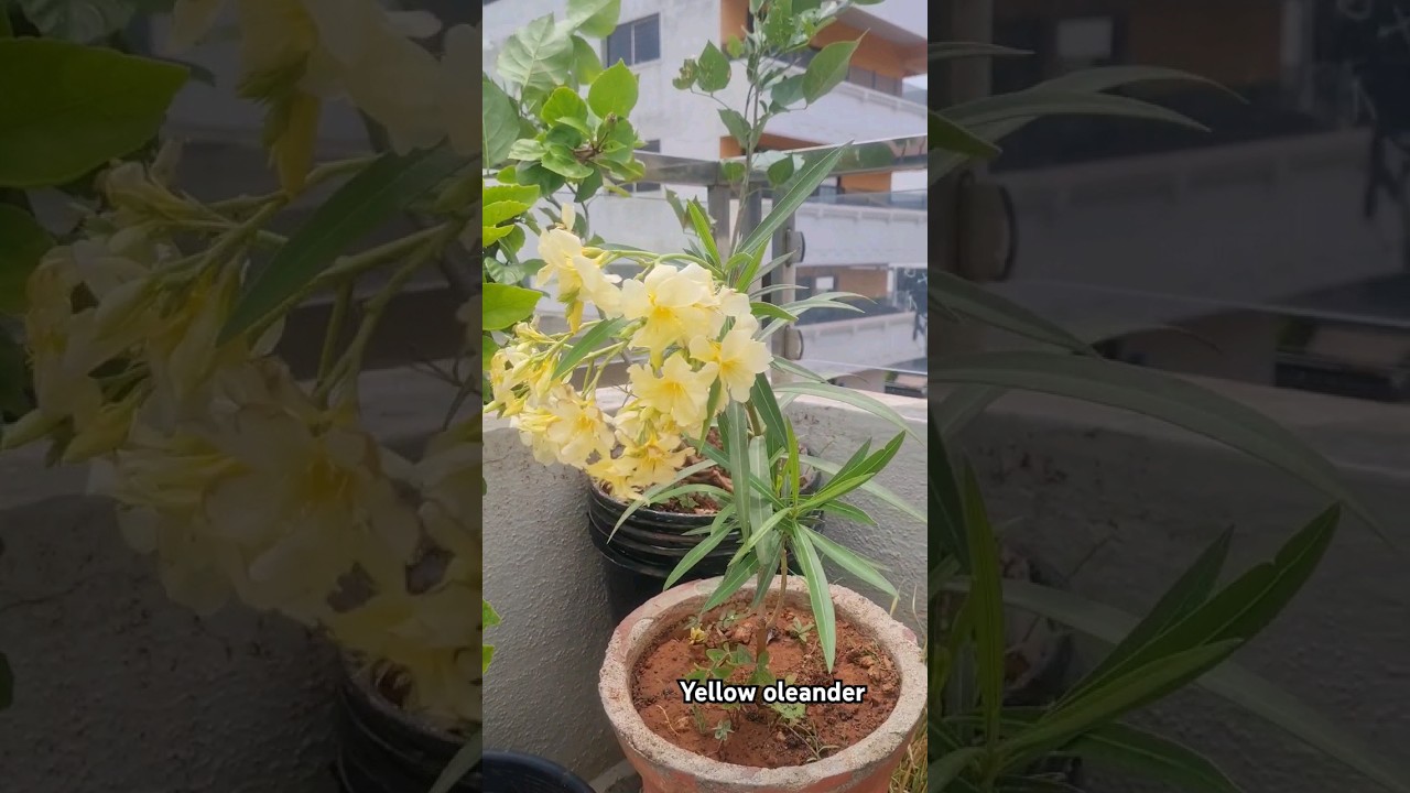 Butter yellow oleander flower 
