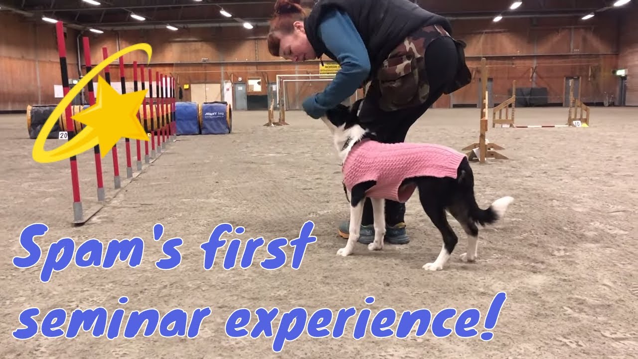 Teaching Heel Position – Border collie puppy Spam's first weekend at a seminar away from home.