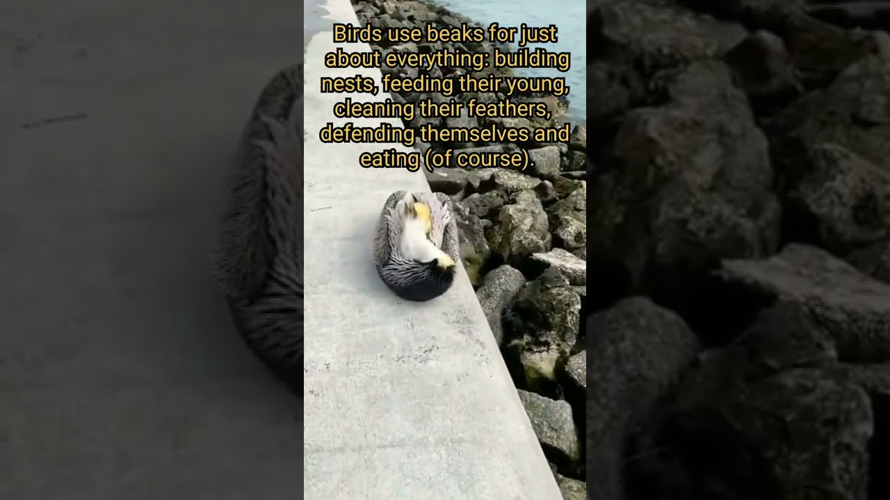 big bird | big beak bird