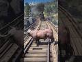 Survival Skills vid996