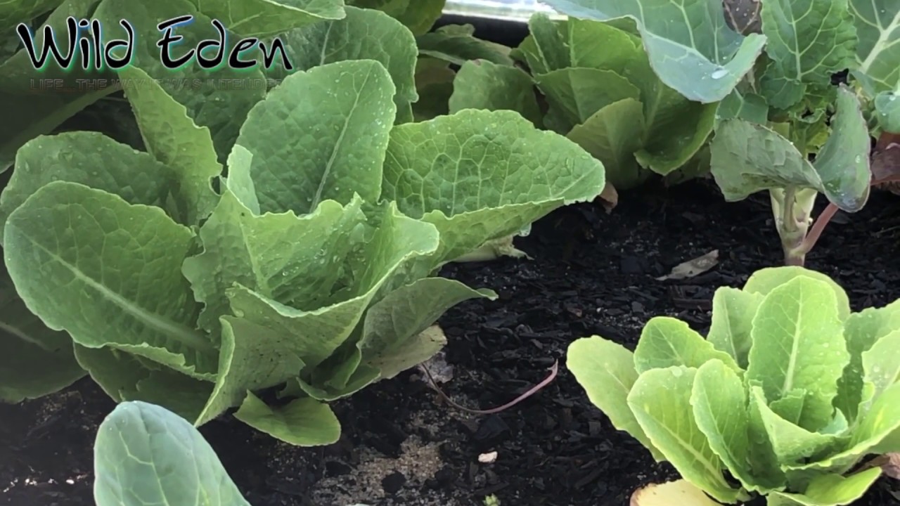 Get Good Soil! A spiritual lesson from a soil test 4 growing vegetables