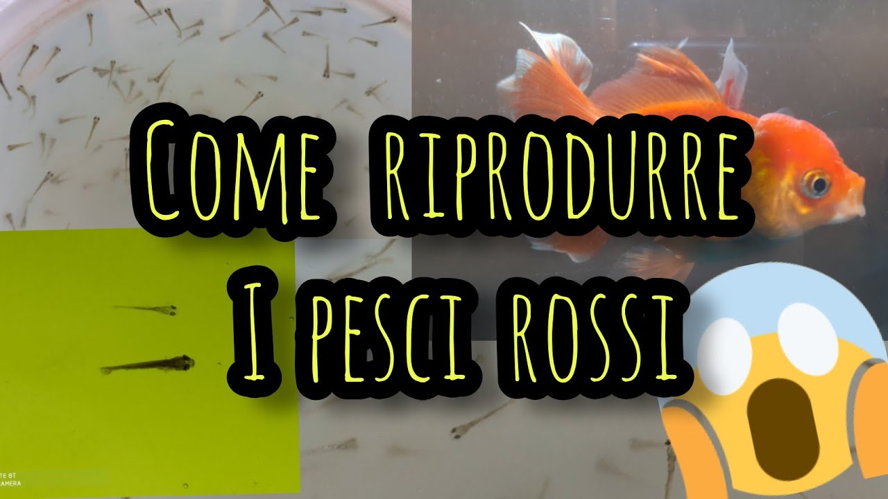 Come riprodurre i pesci rossi❓I 7 punti più importanti per riprodurli con successo  