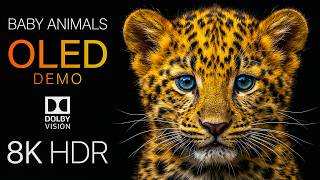 Baby Animals OLED Demo HDR 8K Ultra HD Dolby Vision 60fps - Heartwarming Clarity TV Test