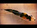 Koi Breedkng 19 EP 14 - Fry Update and Culling