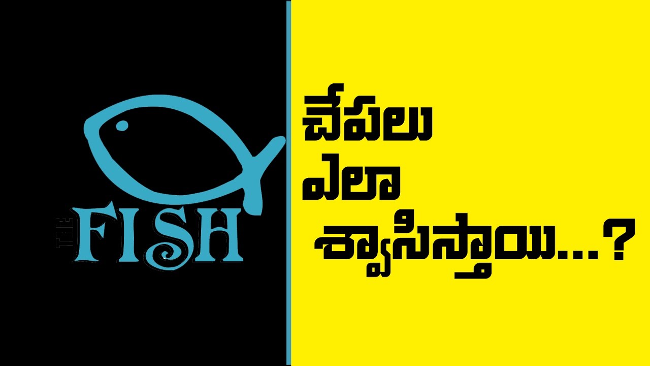 why-can-t-fish-breathe-out-of-water-youtube