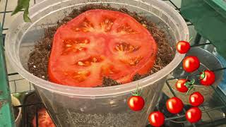 Tomato Plant Hack - does it work? by Dan and Sharon Ertz 10 views 20 hours ago 49 seconds