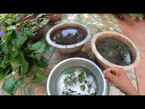 Video Hướng dẫn cách trồng cây hoa súng - youtube