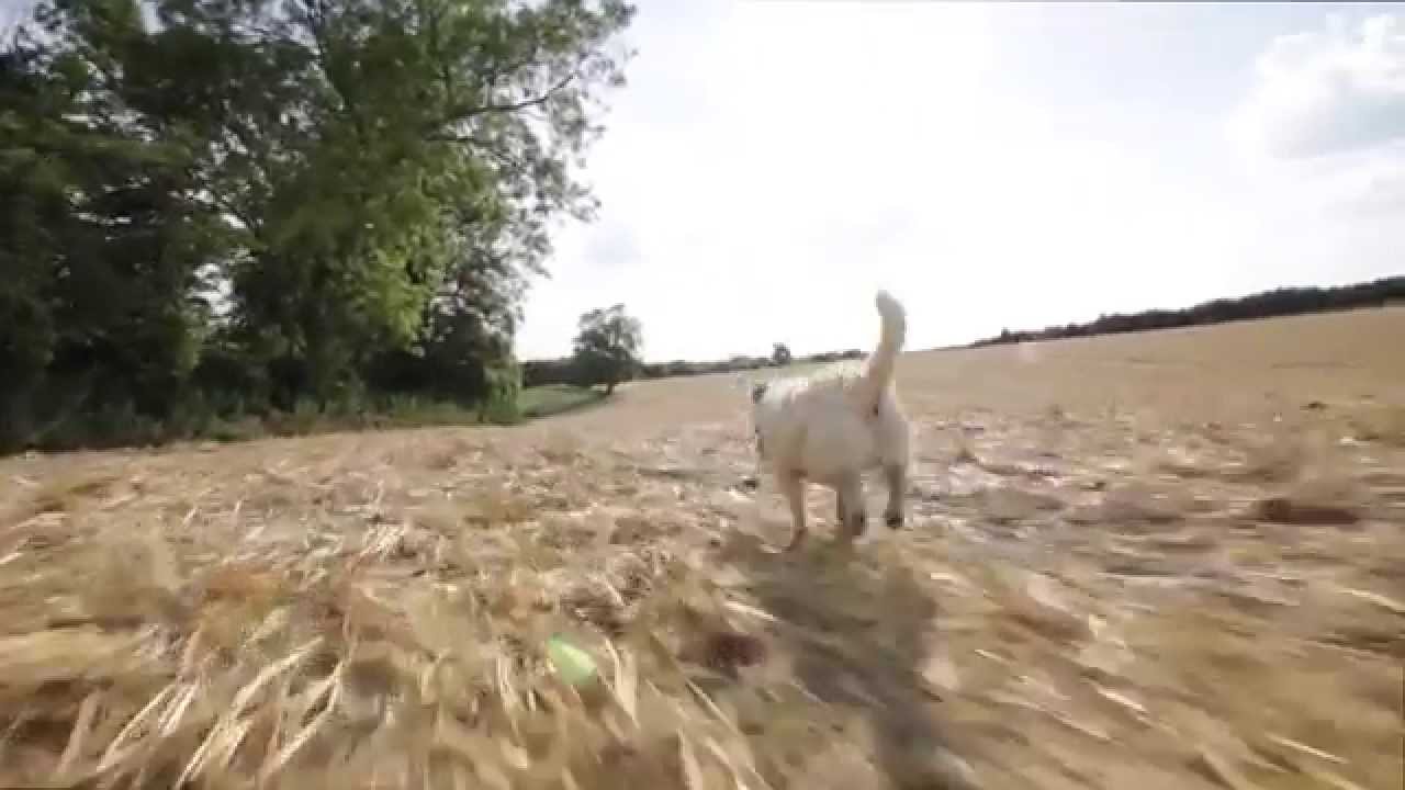 Glidecam HD-4000 (Upside down test)