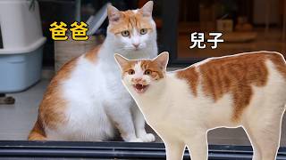 聽聞「兒子」被領養，貓爸流下了羨慕的淚水｜李喜猫