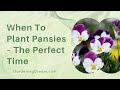 When to plant pansies  the perfect time