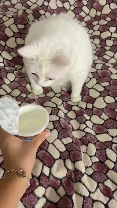 Cat Gags Smelling Sour Cream || ViralHog