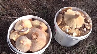 За грибами после шторма в Крыму, РАЗНООБРАЗИЕ грибов, сбор грибов 2023 лиловоногая рядовка