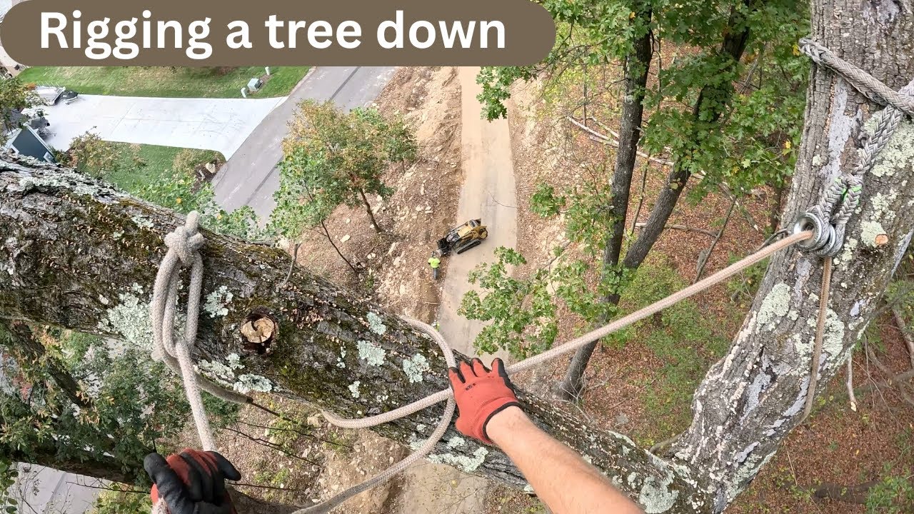 Rigging down a dead oak tree - YouTube