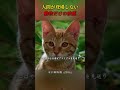 動物同士が結ぶ絆も、胸に迫るものがあります#映画 #映画紹介 #癒し動画 #動物