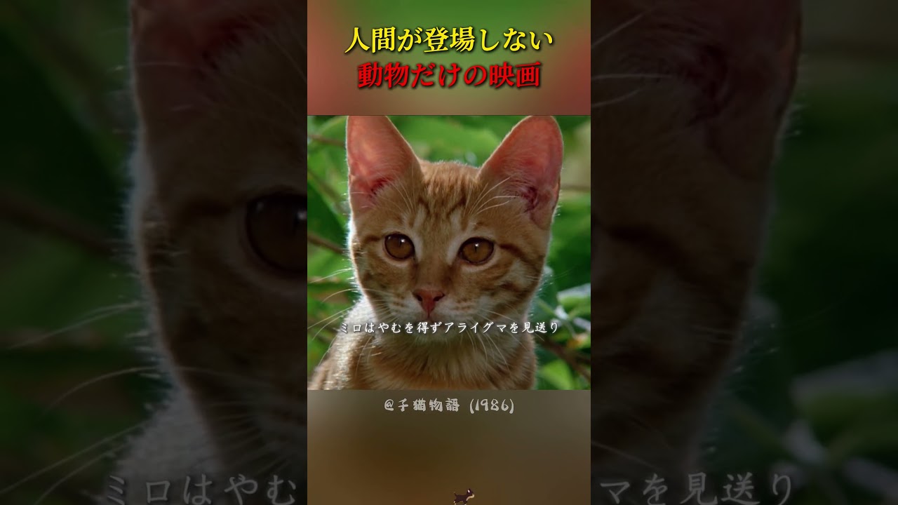 動物同士が結ぶ絆も、胸に迫るものがあります#映画 #映画紹介 #癒し動画 #動物