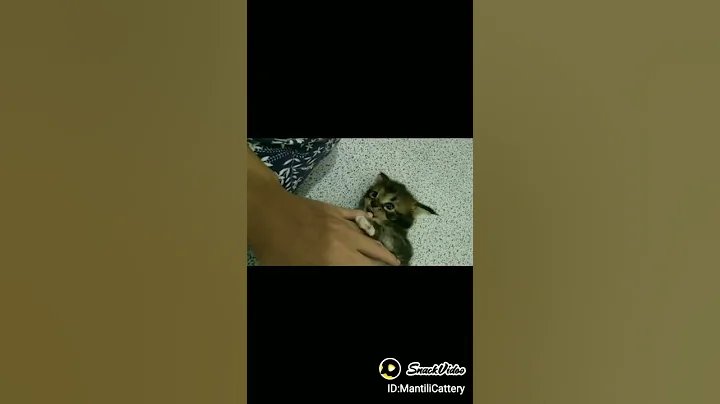 Watch the video about My baby coon #shorts #mainecoonkitten #mainecoon