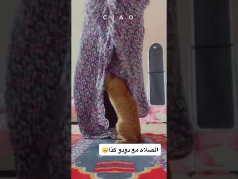 الصلاة مع القطط
