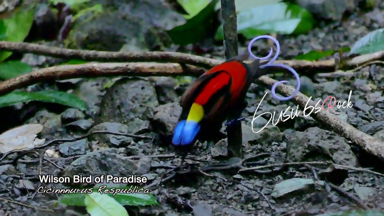 Cendrawasih Wilson Bird Of Paradise Cendrawasih Botak Youtube