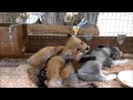 もふもふ子ぎつね#１ @蔵王キツネ村  - fluffy fox pups #1