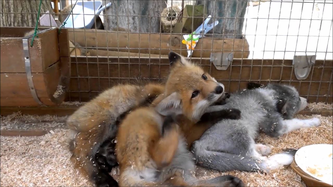 もふもふ子ぎつね １ 蔵王キツネ村 Fluffy Fox Pups 1 Youtube