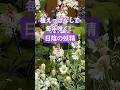 【植えっぱなしOK】花も葉っぱも可愛すぎる完璧な宿根草ティアレラ