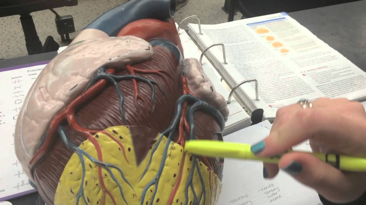 Anatomy Lab Practical Youtube