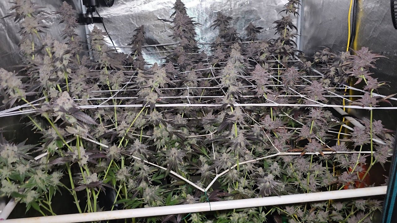 HARVEST DAY Pressure KEEPERS from 100 seed hunt!