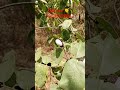 White Biba tree kya hai safed belwa Ibhilawa seeds Original available call me 7353572984#bhilava