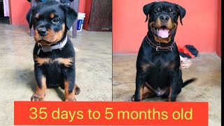 Rottweiler puppy35 days to 5 monthsold #rottweiler #rottweilerpuppy #guarddog