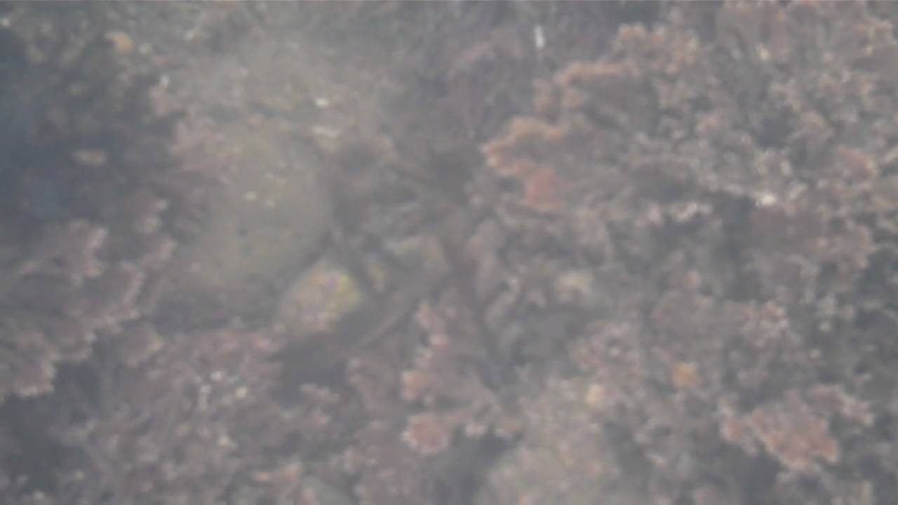 Squat lobster (Galathia squamifera)