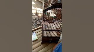 BURUNG PRENJAK TAMU#GACOR PICEK#COCOK BUAT PANCINGAN BURUNG PRENJAK BAHAN#