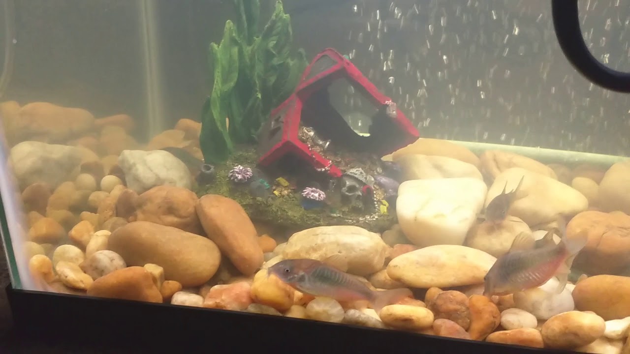 Cory cat Eggs Galore. 