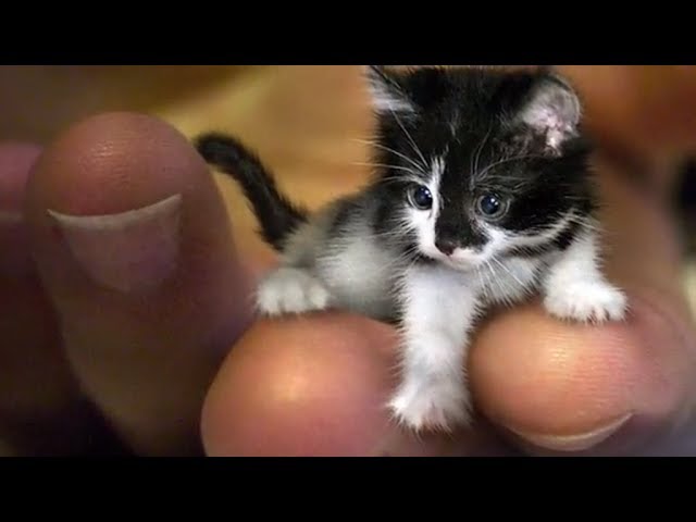 WORLD'S smallest ANIMALS! - YouTube