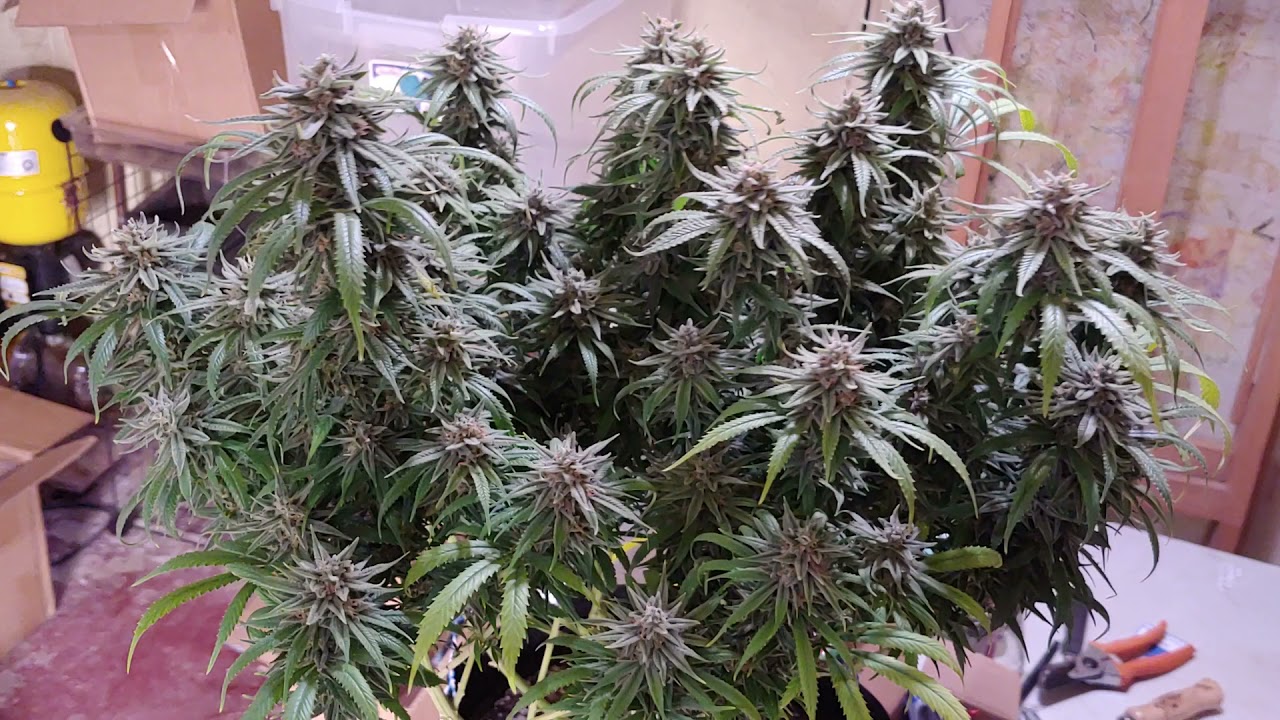 Mango Kush last looks day 63