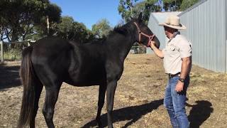 Unhandled 2 Year Old Colt: with an injury to his right eye by Real Life Horsemanship 1,745 views 4 years ago 9 minutes, 31 seconds