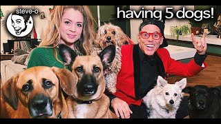 We Got a Fifth Dog (And It Was a Mistake) | Steve-O