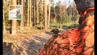 Wild boar driven hunting in Poland 2019 - Robin Hood Hunting Agency BEST MOMENTS COMPILATION