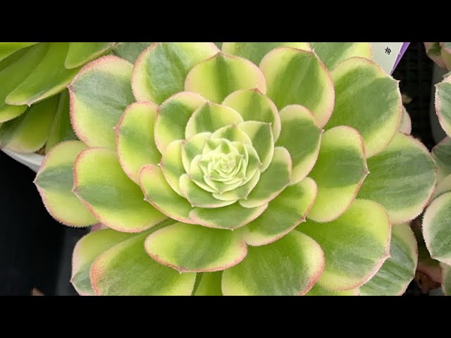 Aeonium succulents Morning live stream 5/15 Comments welcome