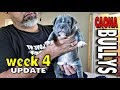 XL American Bully Puppies Turned 4 Weeks Old 🎈UPDATE- Weaning Pups Tips and Tricks 🍗 First Meal 🍗