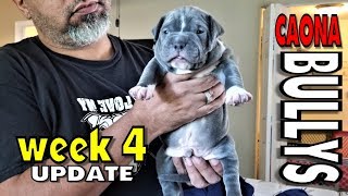 XL American Bully Puppies Turned 4 Weeks Old 🎈UPDATE- Weaning Pups Tips and Tricks 🍗 First Meal 🍗