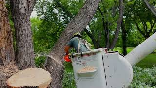 Calvin Removes A Massive Silver Maple in Hugo Update