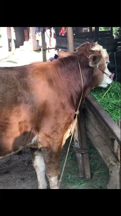 Mboh piye iki !!!#sapijumbo #sapi #peternakan #peternakan #romanfarm