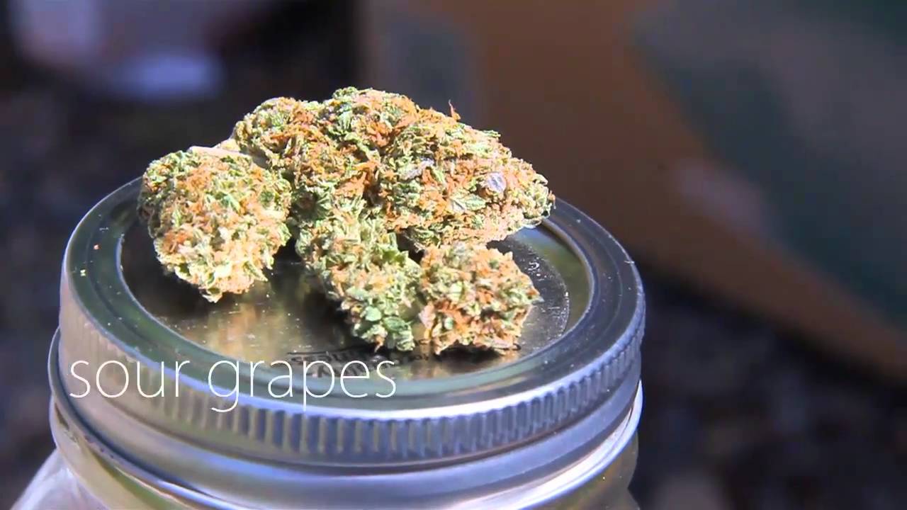 HD Weed - Sweet Tooth - Sour Grapes - Blue Hawaii - Canon 60D 18-135mm
